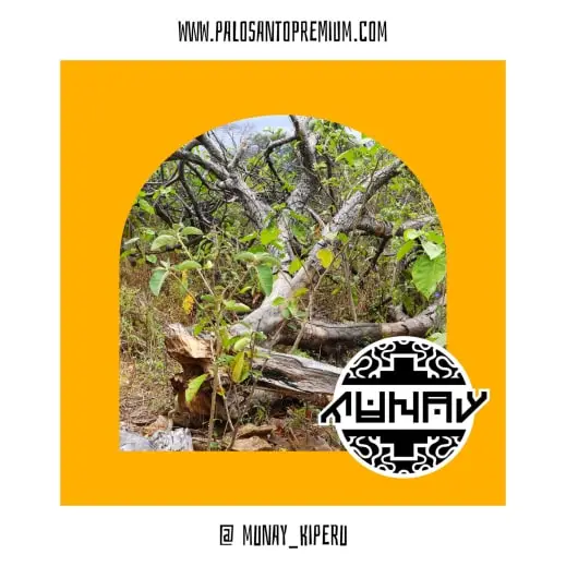 Palo Santo Sustainable! Legal source in Peru | Is it Endangered?
