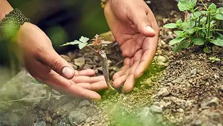 palo santo reforestation project