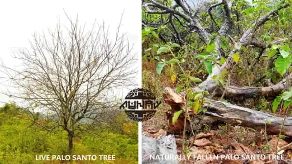 palo Santo taiwan