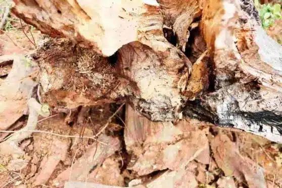 palo santo wood