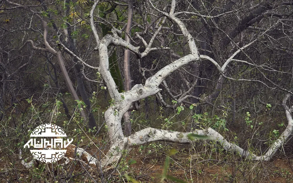 palosanto tree