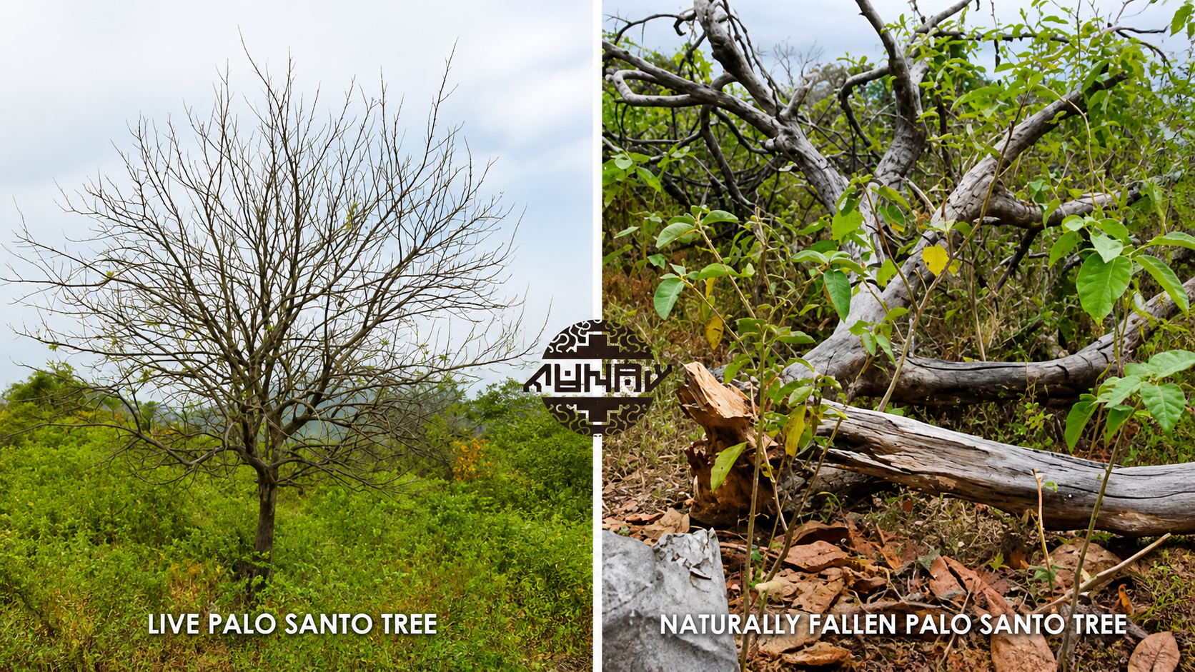 Palo Santo Tree before and after, showcasing how palo santo wood naturally falls