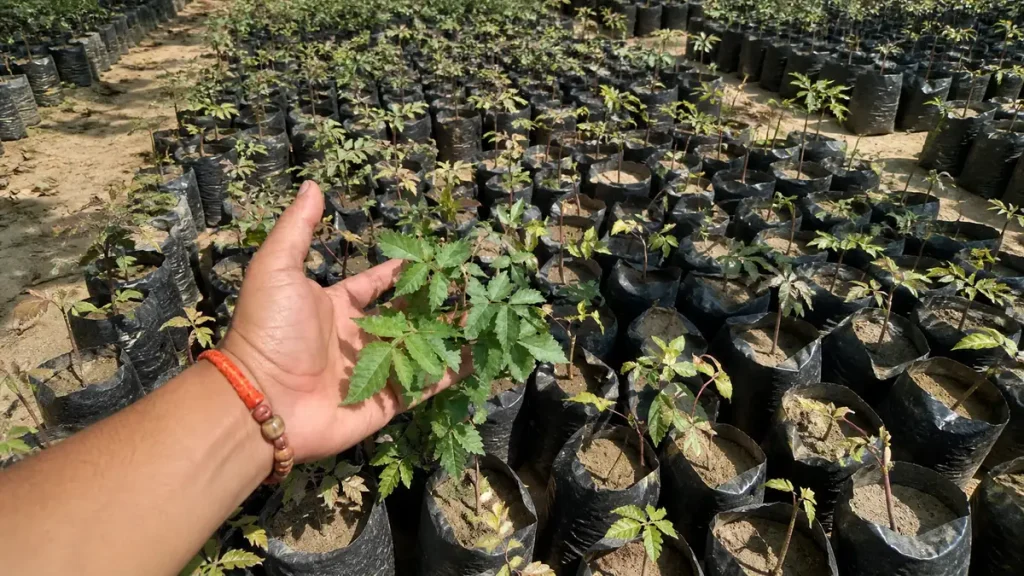Hand holding palo santo seeds in greenhouse